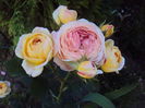 DSC09428