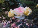 DSC09429