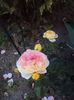 DSC09430