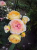 DSC09493