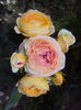 DSC09494