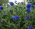 Pulmonaria EB Anderson