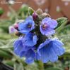 Pulmonaria EB Anderson