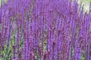 Salvia nemeosa Caradonna