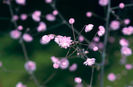 Thalictrum delavayi Hewitts Double