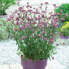 Verbena bonariensis Lollipop