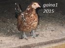 105119647_IGNLDXN