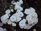 DSC09570
