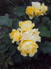 DSC09554