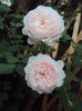 DSC09664