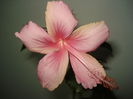 DSC04456