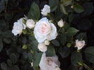DSC08225