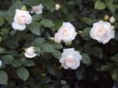 DSC08227