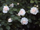 DSC08228