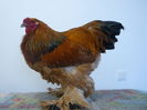 Campion -95p-Athes Haralambie/