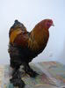campion Athes Haralambie