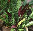 calathea insignis (6)