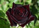 rosa black baccara