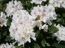 rhododendron-cunninghams-white-m002324_h_0