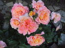 Augusta Luise