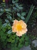 DSC07179