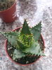 Aloe
