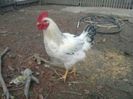 incubator cocos susex