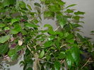 DSCN7161