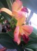 cattleya corai 2016.01.16 4