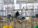 SAM_0329