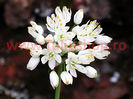 Bulbi Allium Neapolitanum ( Ceapa decorativa )