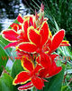 Bulbi Canna Lucifer