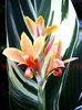 Bulbi Canna Stuttgart
