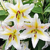 Bulbi Crin Venezuela (Lilium)