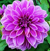 Bulbi Dalia Lilac Time (Gherghina)