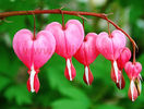 Bulbi Dicentra Spectabilis (Cerceii Doamnei)