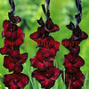 Bulbi Gladiole Black Star