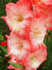 Bulbi Gladiole Pink Lady