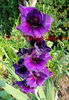 Bulbi Gladiole Purple Flora