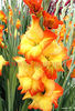 Bulbi Gladiole Sunshine