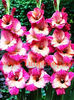Bulbi Gladiole Teds Favorite