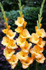 Bulbi Gladiole Vedetta