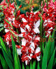 Bulbi Gladiole Zizanie