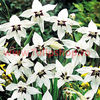 Bulbi Gladiole Stelate (Acidanthera)