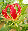 Bulbi Gloriosa Superba