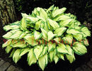 Bulbi Hosta Albopicta (Crin toamna)