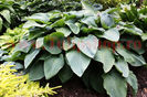 Bulbi Hosta Empress Wu (Crin toamna)