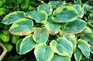 Bulbi Hosta Francess Williams (Crin toamna)