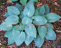 Bulbi Hosta Halcyon (Crin toamna)