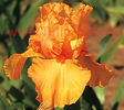 Bulbi Iris Germanica Orange Harvest (Stanjenel)